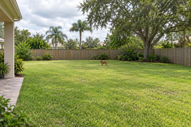 A brown dog in a spacious South Florida backyard with continuous cedar fencing and no visible gate.