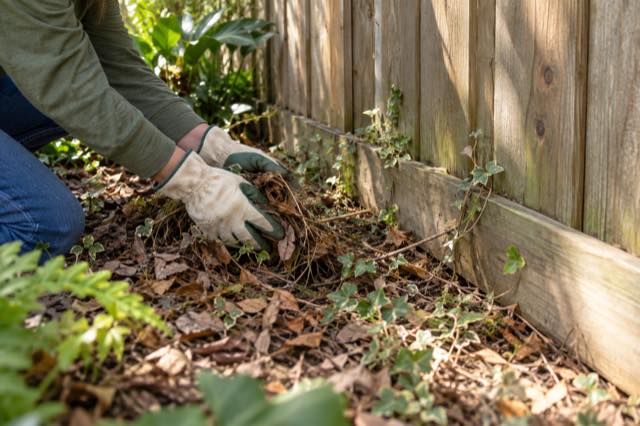 Gloved hands clearing leaves and vegetation from the base of a wood fence.